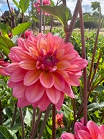 Picture of Great Silence Dahlia