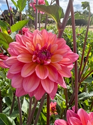 Picture of Great Silence Dahlia