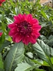 Picture of Perch Hill Dahlia