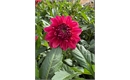 Picture of Perch Hill Dahlia