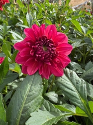 Picture of Perch Hill Dahlia