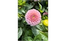 Picture of Wizard of Oz Dahlia
