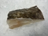 Turbot Tranche