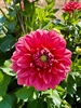 Picture of Salmon Runner Dahlia