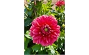 Picture of Salmon Runner Dahlia