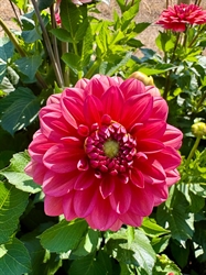 Picture of Salmon Runner Dahlia