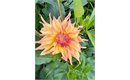 Picture of Autumn Shade Dahlia