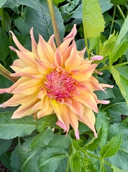 Picture of Autumn Shade Dahlia
