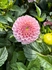 Wizard of Oz Dahlia