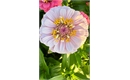 Picture of Light Zinnia short stem
