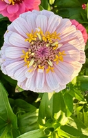 Picture of Light Zinnia short stem