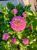 Picture of Deep Pink Zinnia