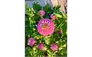 Picture of Deep Pink Zinnia