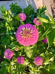Picture of Deep Pink Zinnia