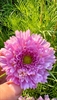 Picture of Double Dutch Pink Cosmos