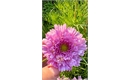 Picture of Double Dutch Pink Cosmos