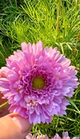 Picture of Double Dutch Pink Cosmos