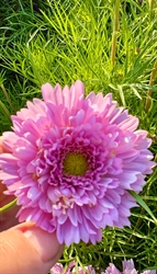 Picture of Double Dutch Pink Cosmos