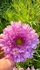 Double Dutch Pink Cosmos