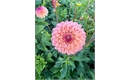 Picture of Linda's Baby Dahlia