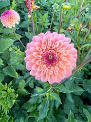 Picture of Linda's Baby Dahlia