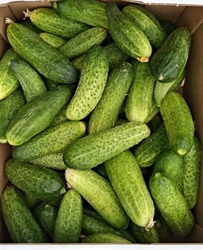 Picture of Fresh Gherkins