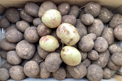 Picture of Orla Potatoes