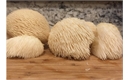 Picture of Fresh Lion's Mane Mushroom