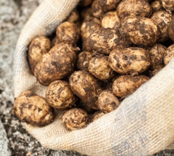 Picture of Baby Wilja New Potatoes