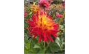 Picture of Fired Up Dahlia