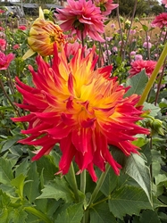 Picture of Fired Up Dahlia