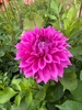 Picture of Belle of Belmera Dahlia