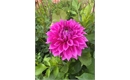 Picture of Belle of Belmera Dahlia