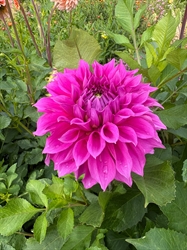 Picture of Belle of Belmera Dahlia