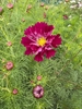 Picture of Double Cosmos Cranberry