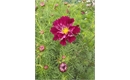 Picture of Double Cosmos Cranberry
