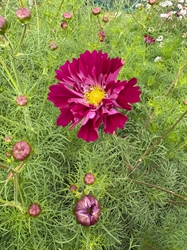 Picture of Double Cosmos Cranberry