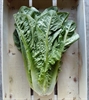 Picture of Cos Lettuce
