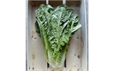 Picture of Cos Lettuce