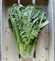 Picture of Cos Lettuce