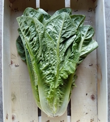 Picture of Cos Lettuce