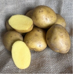 Picture of Super Nova Salad Potatoes