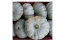Picture of Medium Crown Prince Squash