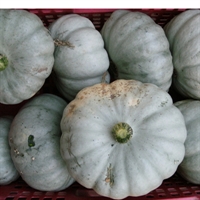 Picture of Large Crown Prince Squash