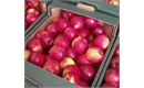 Picture of Julia Apples