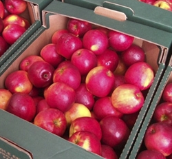 Picture of Julia Apples