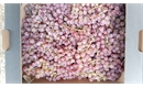 Picture of Suffolk Red Grapes
