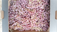 Picture of Suffolk Red Grapes