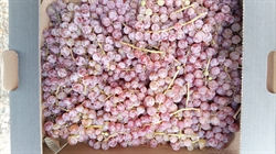 Picture of Suffolk Red Grapes
