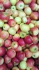 Picture of Rubinola Apples